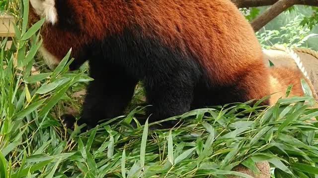 What Happens to the Lesser Panda Eating?