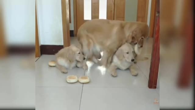 Dog video
