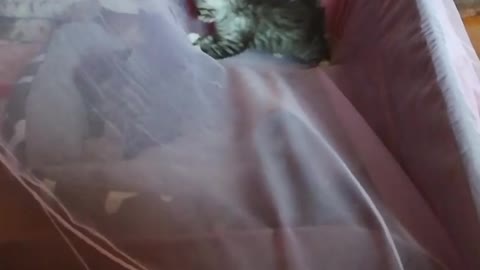 kittens faces new challenges