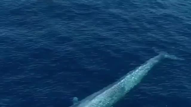 Blue whale in see