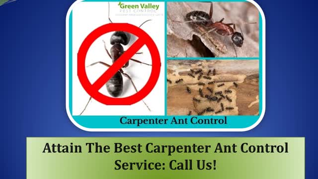 Attain The Best Carpenter Ant Control Service Call Us!