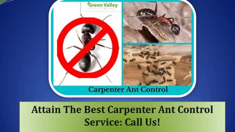 Attain The Best Carpenter Ant Control Service Call Us!