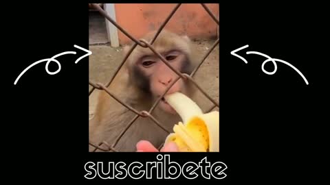 Funny monkey