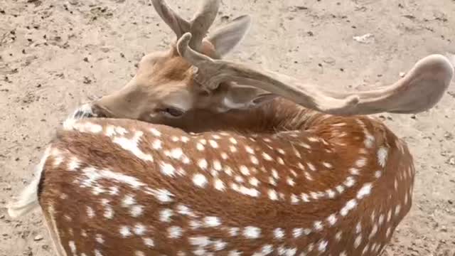 Sika deer