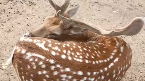 Sika deer