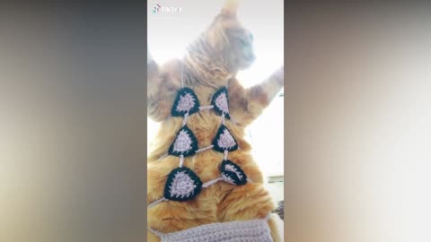 Cute & Funny Pets of TikTok Compilation