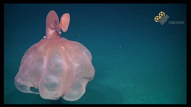 Octopus Transforms Into Giant Ball | Must Watch Video