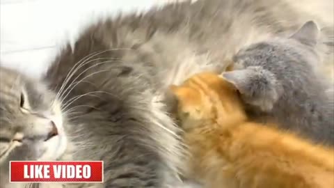 Мама кошка кормит детей