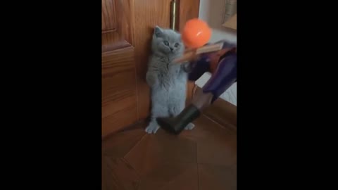 OMG So Cute and Funny Cats _They make you laugh_Funny Cat Videos 2021 #0012#