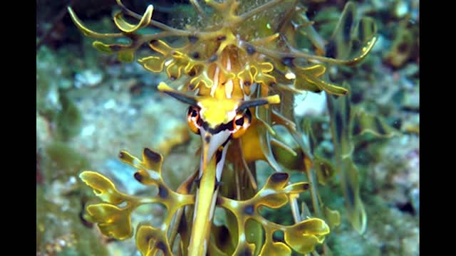 THE TOP 10 AMAZING AND FANTASTIC ANIMALS