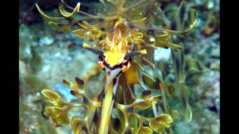 THE TOP 10 AMAZING AND FANTASTIC ANIMALS