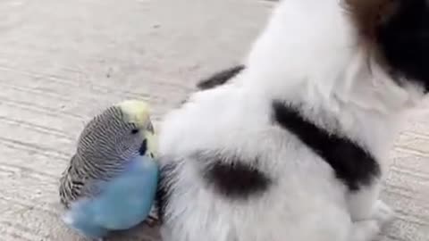 Funny And Cute Husky Puppies Compilation