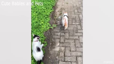Funny Cats Video Completion