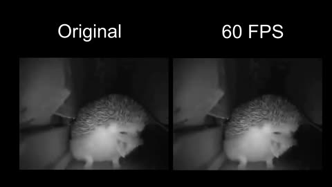 hedgehog sneezed