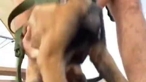 Smart dog Traning video