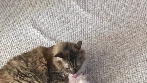 Brown cat chews on grey toy on carpet