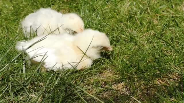 Chicks funny moment beautiful scene at the park