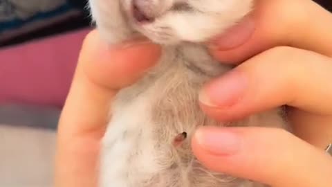 The slap-sized kitten is really cute