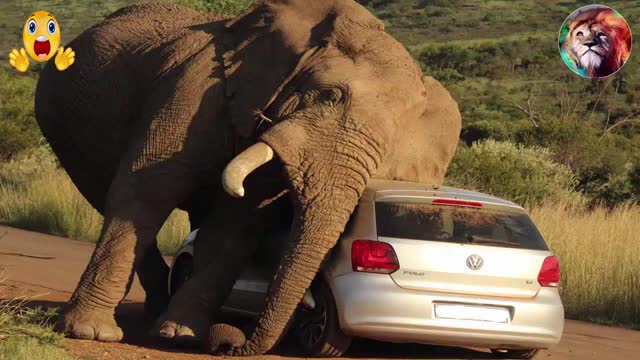 Elephant Attack Lion, Car,Rhino