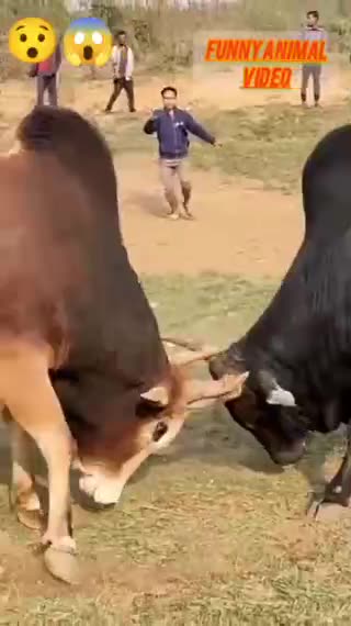 Funny video Bull fighting 😲