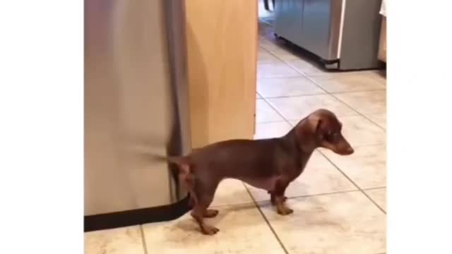 Funny Dog
