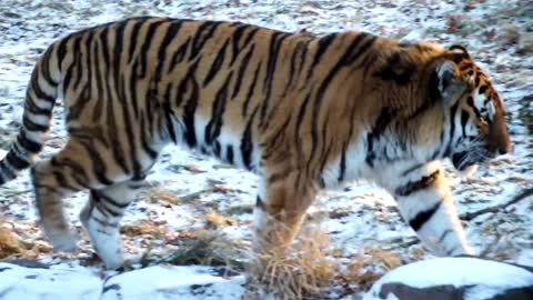 The tiger roared