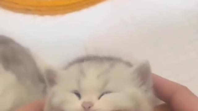 Cat| my cats first video|cats react| cats funny moments| cutest Cats|