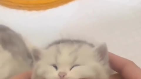 Cat| my cats first video|cats react| cats funny moments| cutest Cats|
