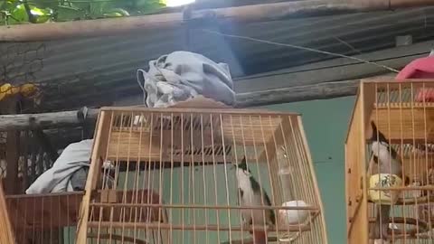 kustruong ... a high-class bird