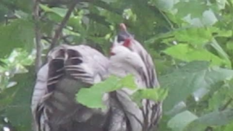 Mysterious bird in my tree