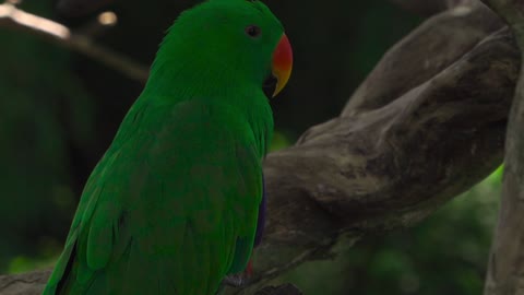 Watch this beautiful bird with a wonderful sight