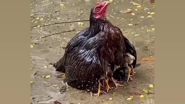 Hen save our baby's