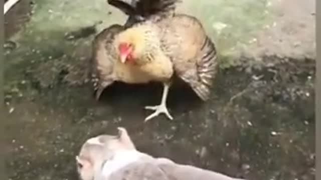 Chicken vs Dog -3