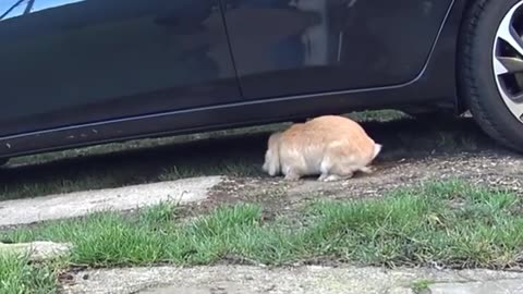 Mimi shows off in front of cars that are not even hers 😁