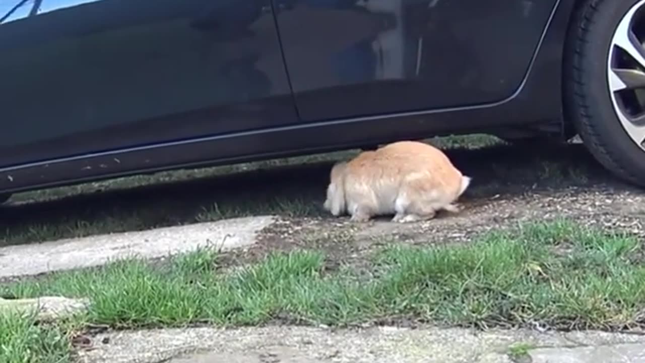 Mimi shows off in front of cars that are not even hers 😁