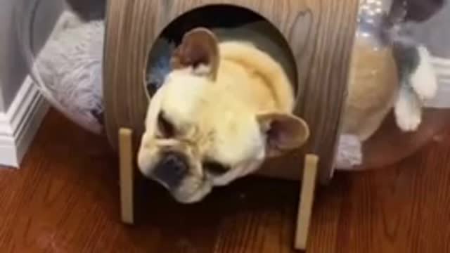 Funniest Animals - Best Of The 2021 Funny Animal Videos #2 Super Funny Dog Videos