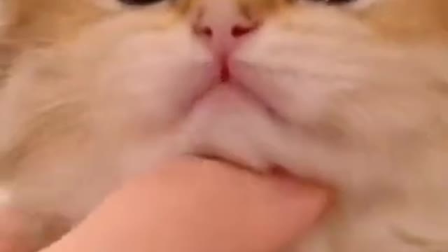 Cat Funny Video -- Cute Cat -- Cute Baby