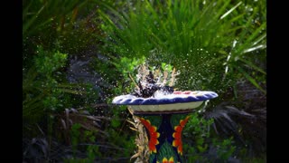 fun in the bird bath