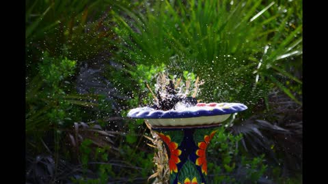 fun in the bird bath