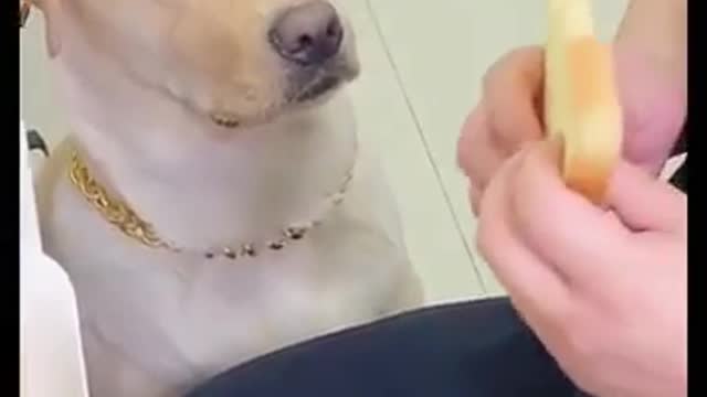 Dog wants 🍞 l Dog Funny Video