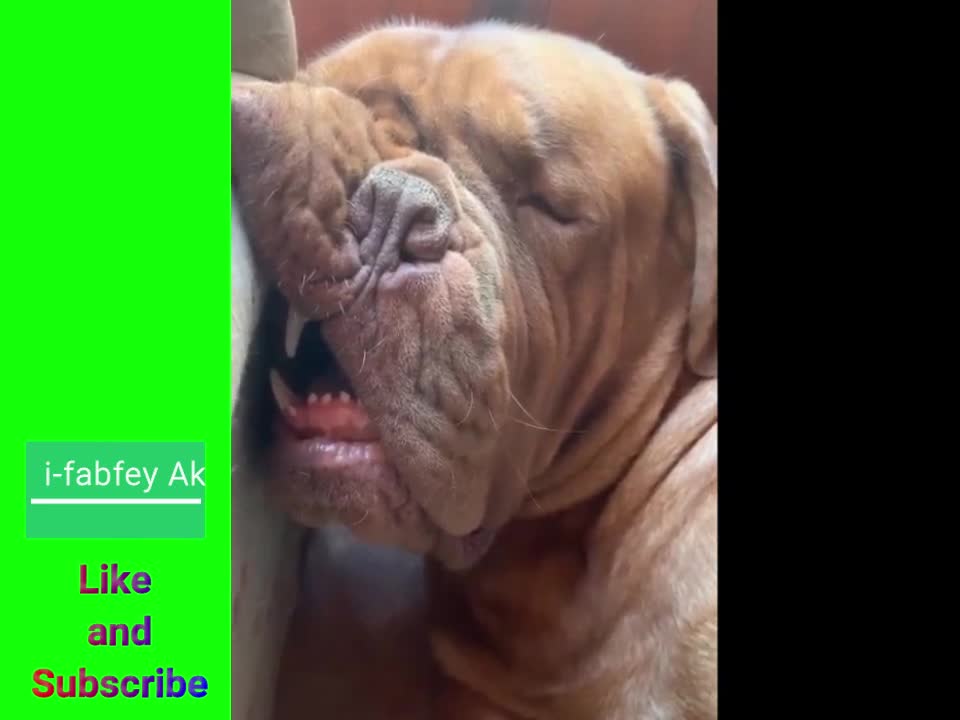 Funny animals compilation
