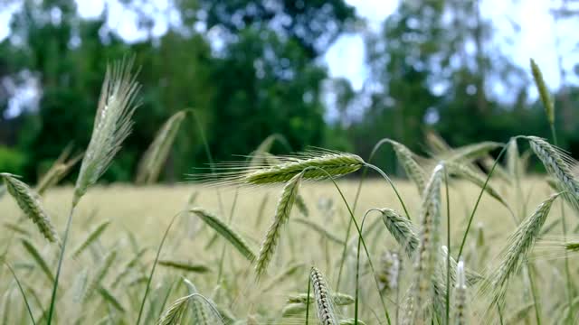 Mother Nature Animals - Free Background Video - Background Video