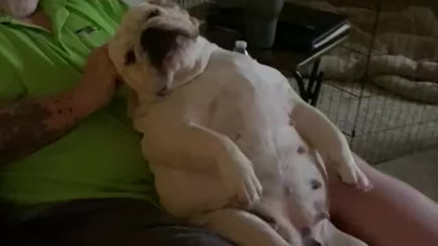 Bulldog loves massages