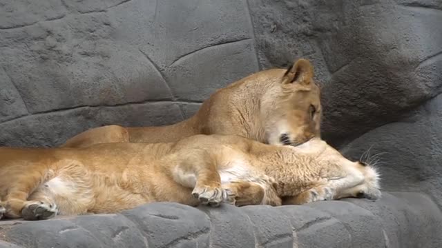 A lion licks his brother's fur