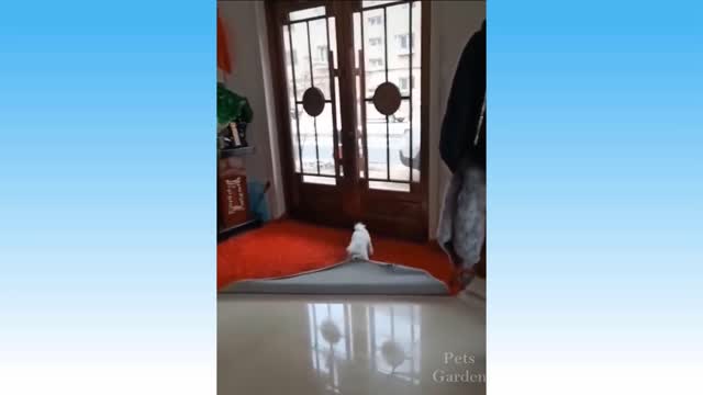 Best Funny Cat Videos of The Week - TRY NOT TO LAUGH