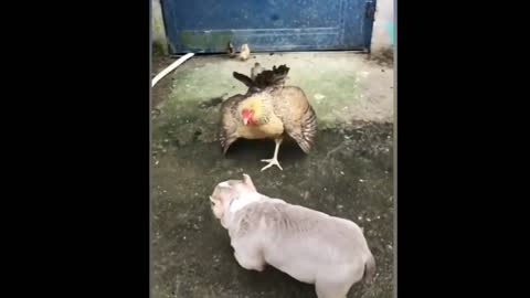 Chicken_VS_Dog_Fight | Funny_Dog_Fight_Videos