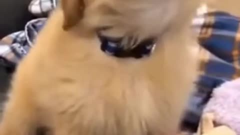 Dog reacts to police siren! 🚔🤣🤍 #shorts