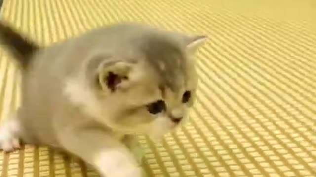 Wow Funny Cats And Kittens Meowing Compilation 2021