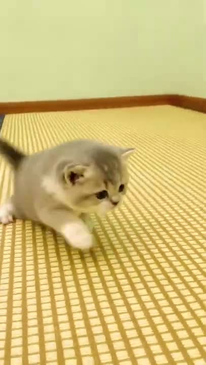 Wow Funny Cats And Kittens Meowing Compilation 2021