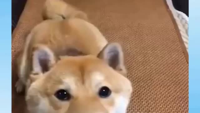 DOG SAYS LOVE U 2 || funny and cute dog reactions 😝 😜it is so cute and funny to watch 😂 🤣